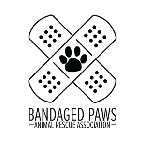 Bandaged Paws